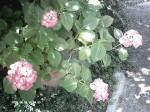 LES FLEURS HORTENSIA 2009 169.jpg