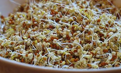 Germination en Pot: Le Quinoa