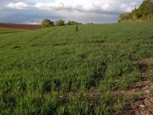 L’agriculture de conservation