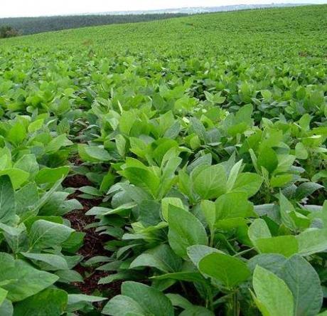 soja-genetiquement-modifie Agriculture et changement climatique : entre OGMs et approches conventionnelles