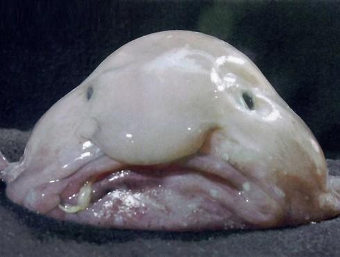 Le blobfish