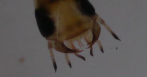 Antenne palpes et ligule bifide de la larve d'Acilius