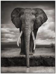 Les animaux de Nick Brandt. 1 Elephant Drinking.jpg