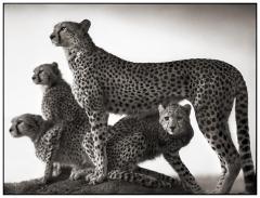Les animaux de Nick Brandt. 4 Cheetah & Cubs.jpg