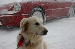 Encore des toutous .. 379058053_12457187dc.jpg