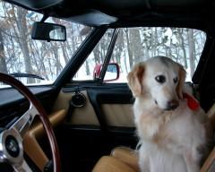 Encore des toutous .. 347510255_c995f09fe6.jpg