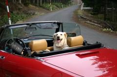 Encore des toutous .. 212955822_88f8810eea.jpg