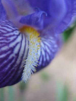 Pivoine arbustive, iris et érable japonais