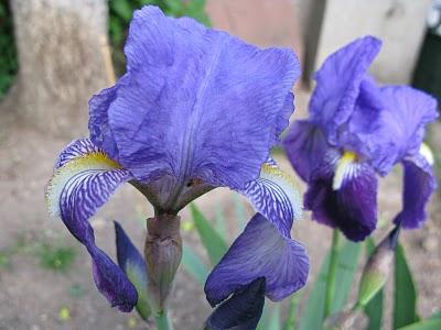 Pivoine arbustive, iris et érable japonais