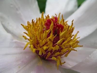 Pivoine arbustive, iris et érable japonais
