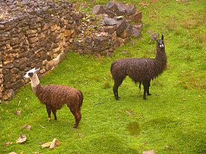 Le Pérou du nord, c'est Moche (la civilisation hein !!!) P1220626