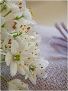 POMPON ...Le Chanvre prend des couleurs printanièresJuste... DSCF3521b