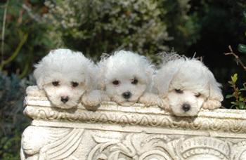 Trois lettres et leur petit monde.... pro_bichon3.jpg