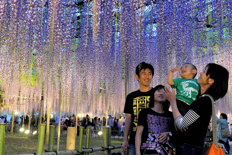 Le 8 mai, au Japon, à Ushijima dans le parc floral Ashikaga, cette famille prend plaisir à admirer une glycine estimée à 140 ans. 