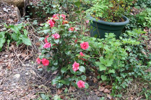 Camellia 'Kasuga Yama' kasuga veneux 21 avril 2010.jpg