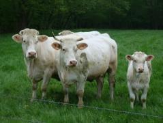 IF Quand la technologie s’égare …