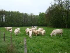 IF Quand la technologie s’égare …