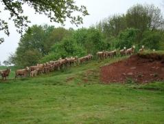 IF Quand la technologie s’égare …