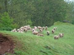 IF Quand la technologie s’égare …