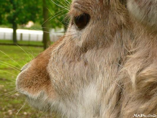 A Lunéville A Lunéville