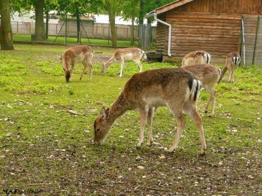 A Lunéville A Lunéville