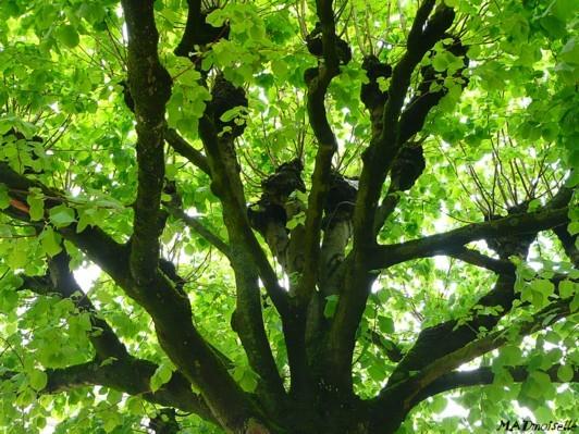 A Lunéville A Lunéville