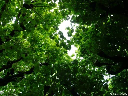 A Lunéville A Lunéville