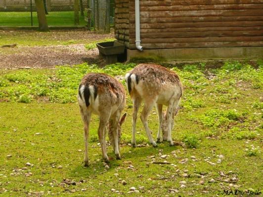 A Lunéville A Lunéville