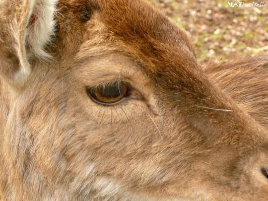 A Lunéville A Lunéville