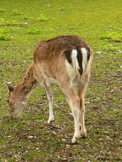 A Lunéville A Lunéville