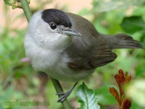 Petits moelleux au nougat Petits moelleux au nougat