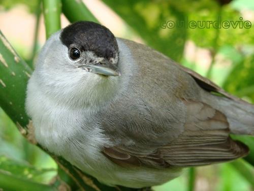 DSC08330 Petits moelleux au nougat