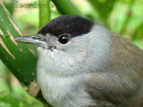 Petits moelleux au nougat Petits moelleux au nougat