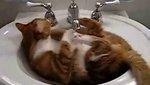chat-joue-dans-lavabo.jpg