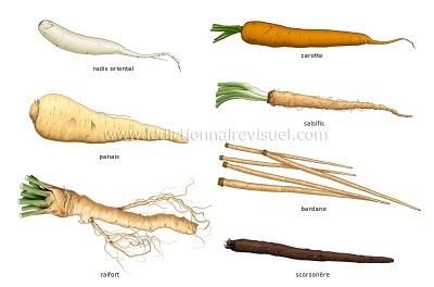 Les légumes racines