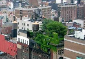 toit végétal toit végétal