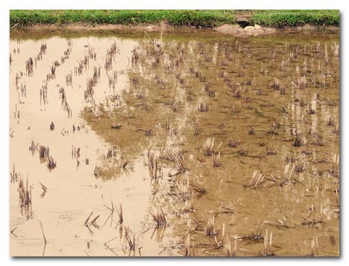 La Chine est terre, terriblement terrienne |01 terredechine008