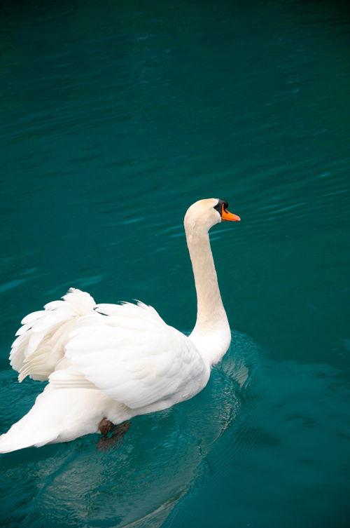 Au bord du lac… en Suisse _DSC5494