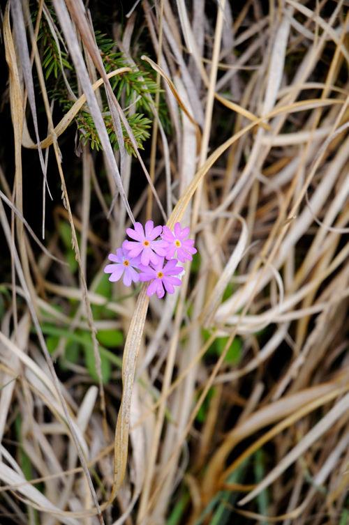 Au bord du lac… en Suisse _DSC5424