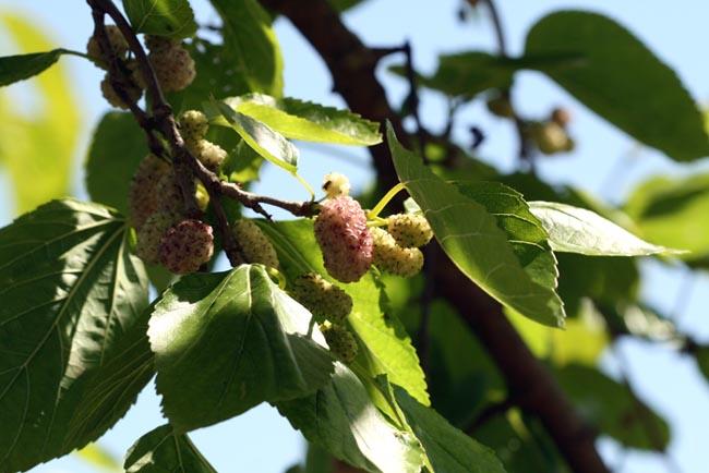Mulberry  morus alba