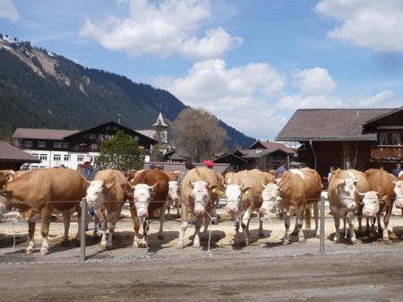 Ma montagne magique VACHES .jpg