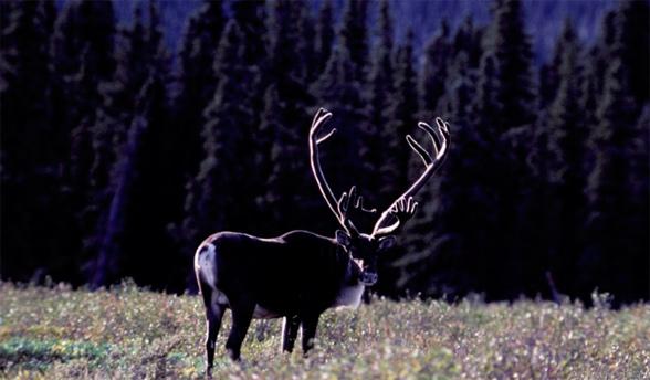 Canada : signature d’un accord historique entre les ONG et les entreprises forestières pour la protection de la forêt boréale Canada : signature d’un accord historique entre les ONG et les entreprises forestières pour la protection de la forêt boréale