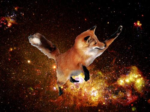 foxesinfiction