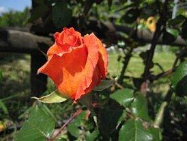 rose.jpg