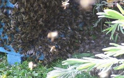 Les abeilles américaines réduites à l'esclavage sur les amandiers