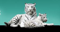 tigre-fete-des-meres