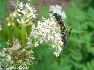 Macrophya_in_copula