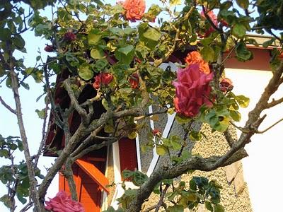 rouge et rose rouge et rose