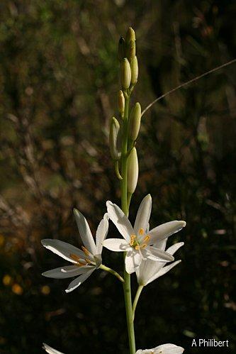 Phalangère à fleur de lys phalangere.jpg