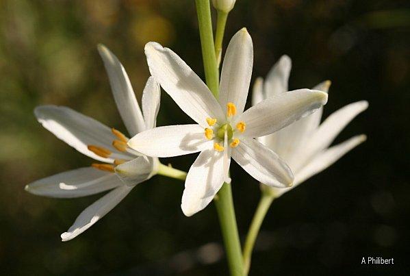 Phalangère à fleur de lys phalangère 2